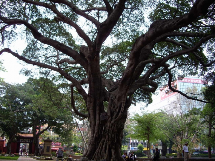 臺南孔廟 參天大樹