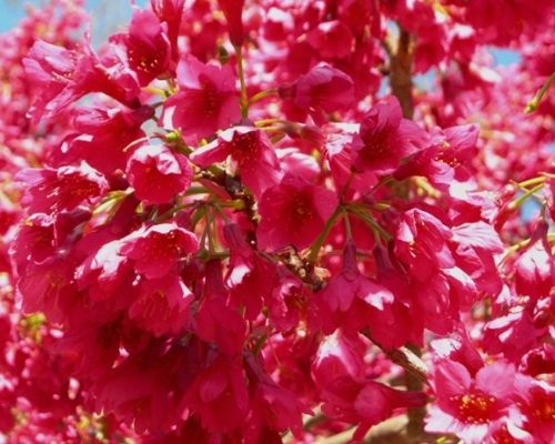 武陵農(nóng)場(chǎng)閃開(kāi)的山花