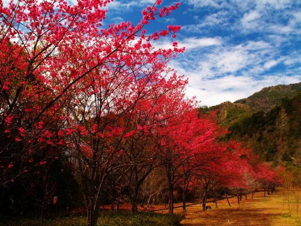 南投奧萬大森林