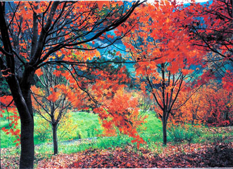 南投奧萬大森林楓葉