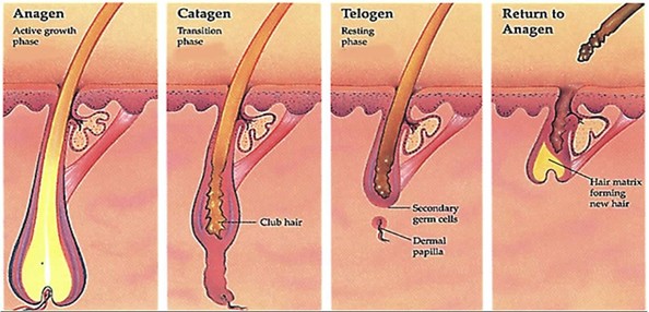 水嫩光無痛除毛