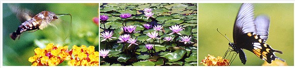  馬太鞍濕地生態(tài)園,花東縱谷風景區(qū)