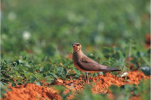 臺南西拉雅風(fēng)景區(qū)
