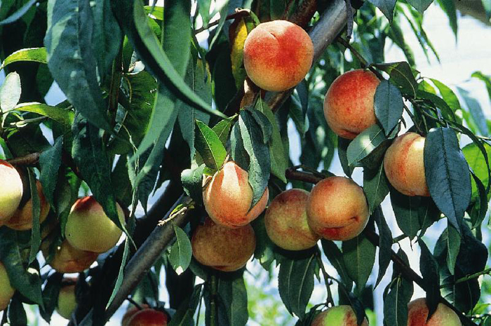 臺灣參山風景區