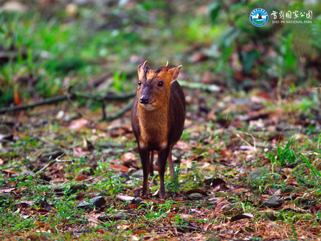 精靈動物，雪霸公園風景區