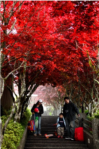 楓葉之美，太平山森林游樂區