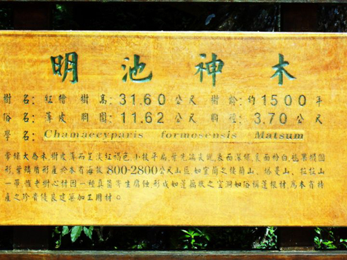 神木，明池森林游樂區(qū)