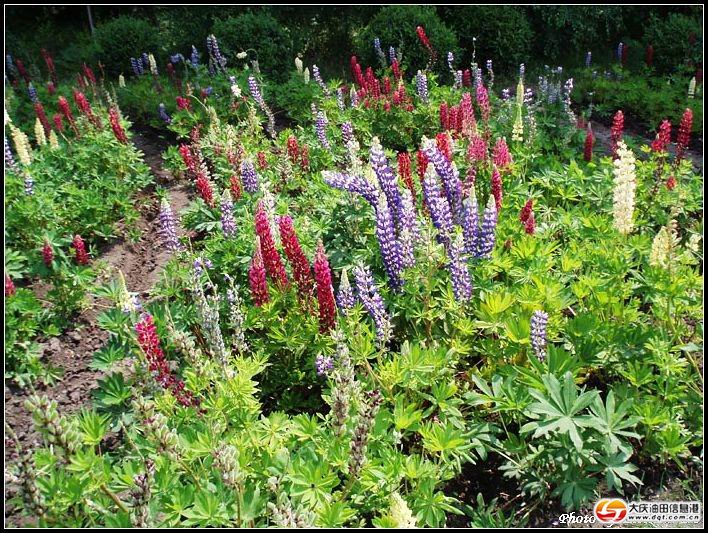 市內雙溪森林藥用植物園