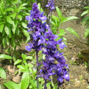 臺北市內雙溪森林藥用植物園