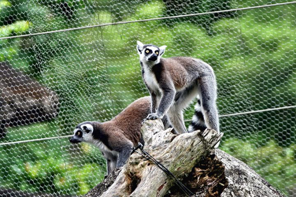 小動物，臺北市立動物園
