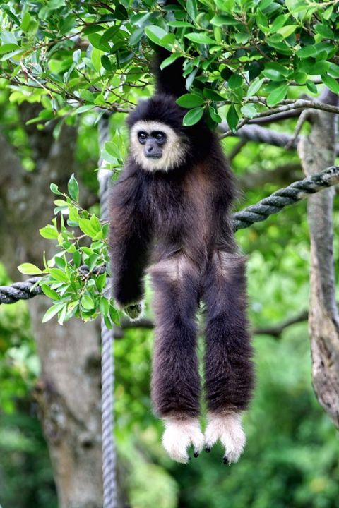 臺北市立動物園