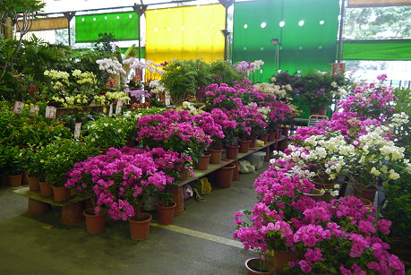 建國假日玉市、花市