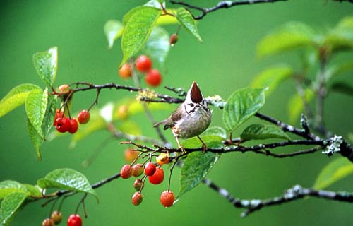 桃園東眼山森林游樂區