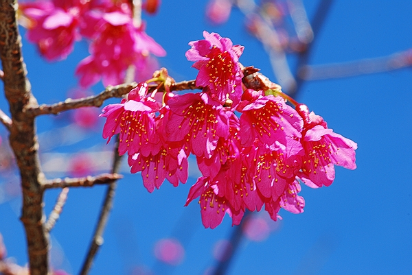 八仙山森林旅游區