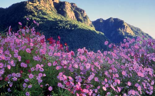 滿山花朵 ，梨山風景區
