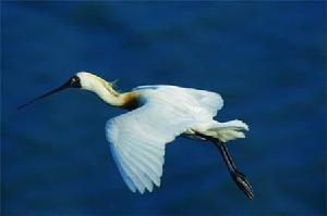 大肚溪水鳥自然公園