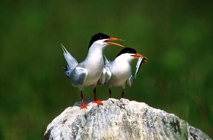 大肚溪水鳥自然公園