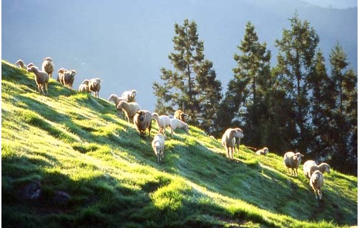 清境農(nóng)場(chǎng)綿羊