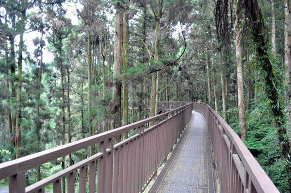 溪頭自然教育園區