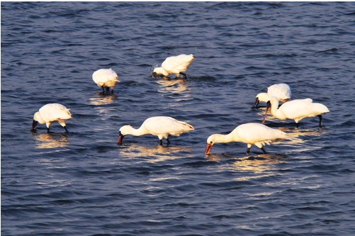 曾文溪口黑面琵鷺保護區