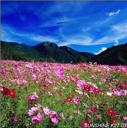 波斯菊花海-菊花-桃山