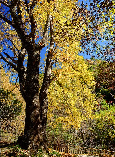 武陵森林游樂區 