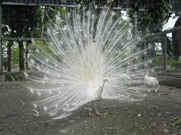 新光兆豐休閑農(nóng)場孔雀