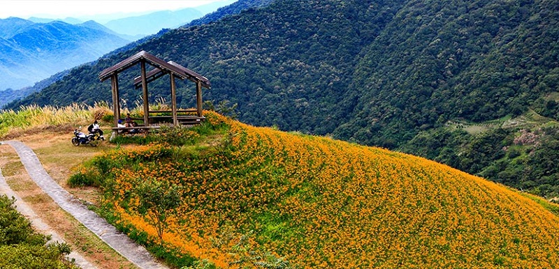 金針花盛開時節(jié)，黃澄澄的花朵染黃了太麻里山頭
