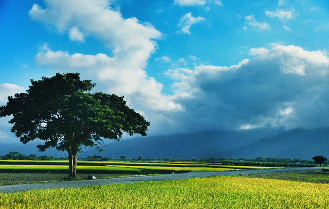 伯朗大道金城武樹