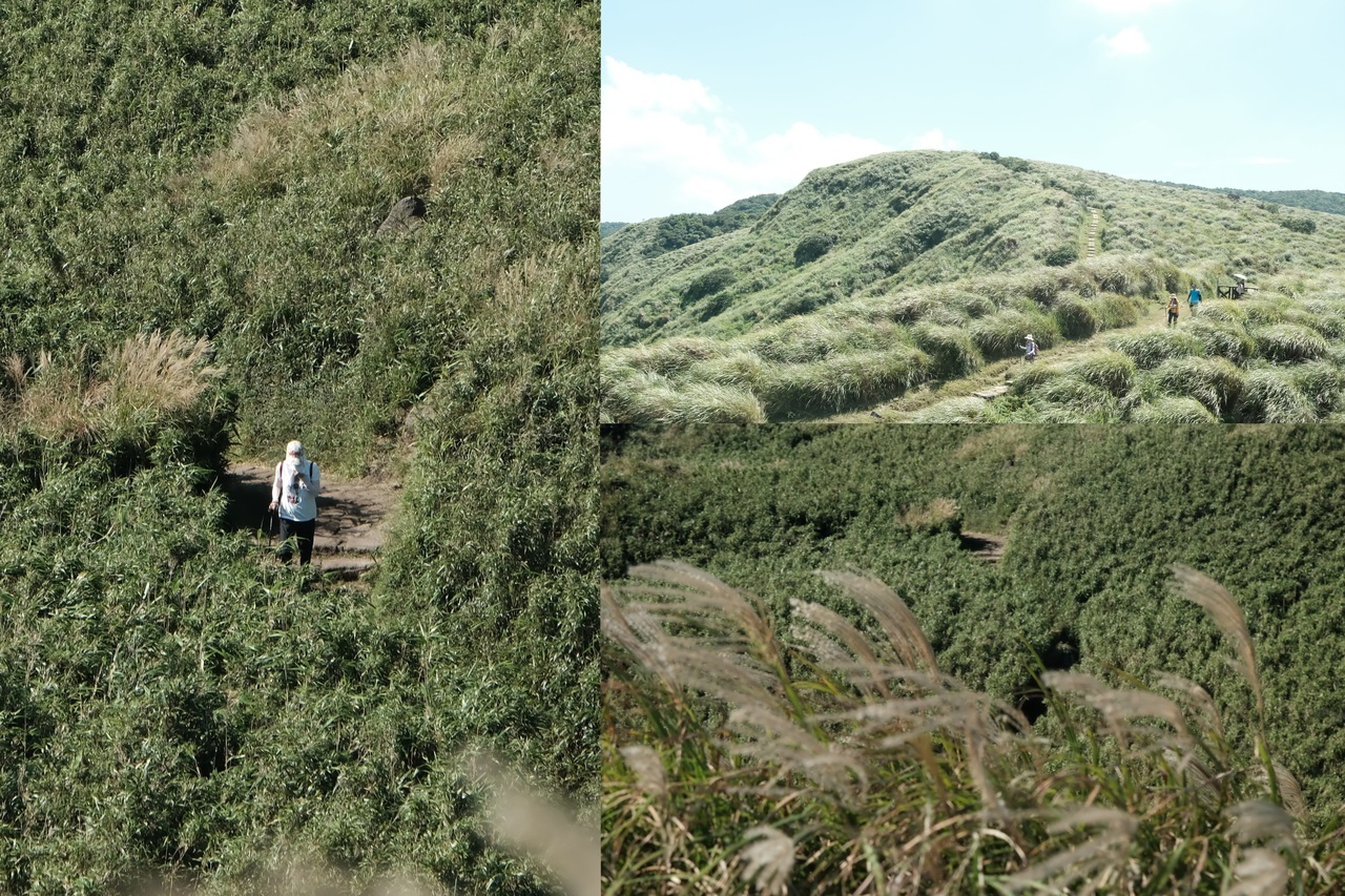 秋日<a href='http://m.zhuangxiu888.com/lvyou/view/170' title='陽明山' style='color:blue;font-size:14px;'>陽明山</a>芒花漫舞